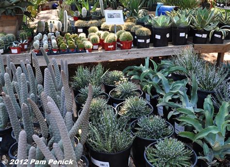 Although they're endangered in the wild, golden barrel cacti are popular staples in households and home gardens. Support Your Independent Nursery: The Great Outdoors ...
