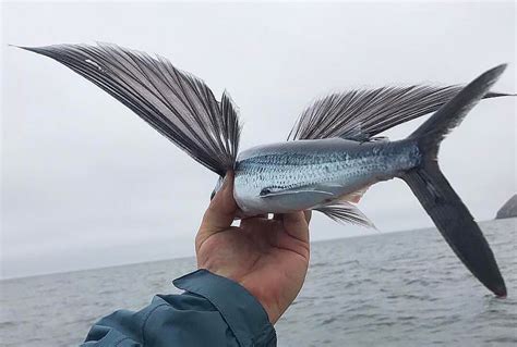 Flying Fish A Bird In The Hand Fecop Costa Rica Sport Fishing Tourism