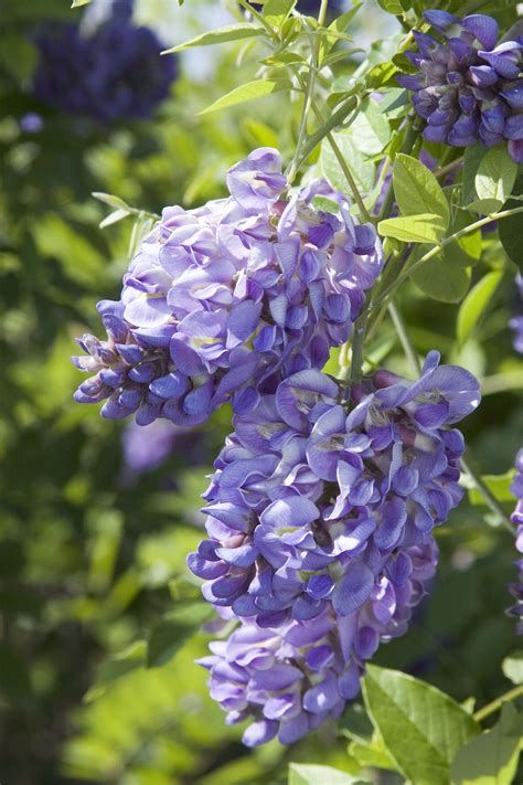 With amethyst falls, everything is a little different. Amethyst Falls American Wisteria - Monrovia - Amethyst ...