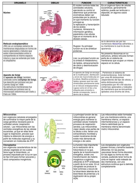 Organelos Celulares Citoplasma Biología Celular