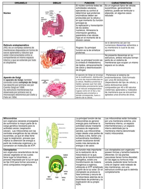 Organelos Y Sus Funciones