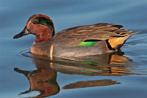Green Winged Teal Birds Of Great Basin National Park · Inaturalist