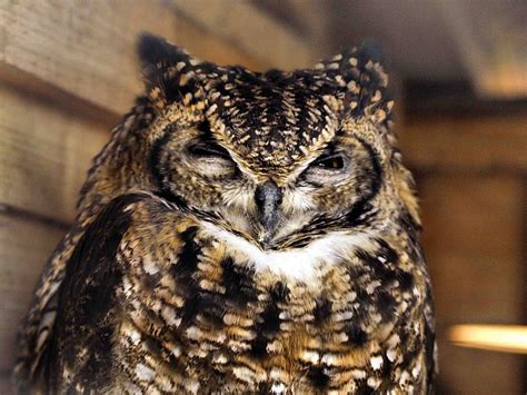 Sleepy Owl 274 Owl Sleepy Owl Beautiful Owl