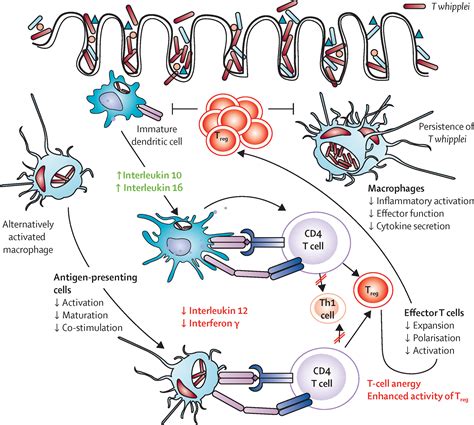 Tropheryma Whipplei Infection And Whipples Disease The Lancet