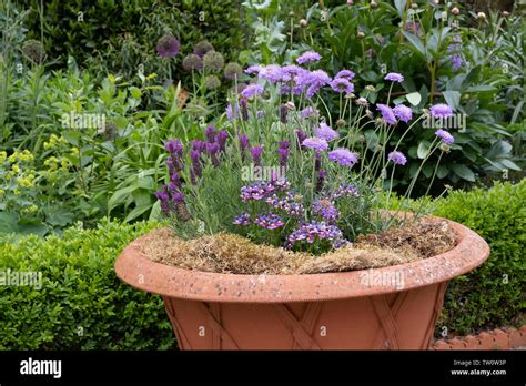 Purple Planting Scheme Lavender Scabious And Discia In Terracotta Pot