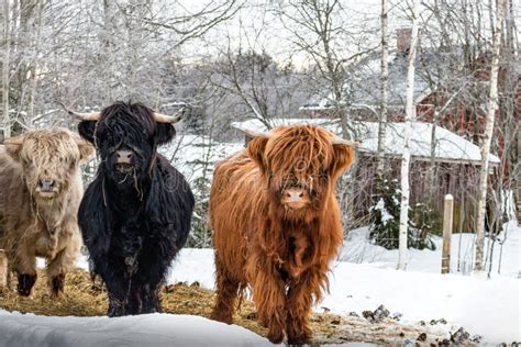 3 Different Colored Highland Cattle On A Pasture In Winter In Sweden