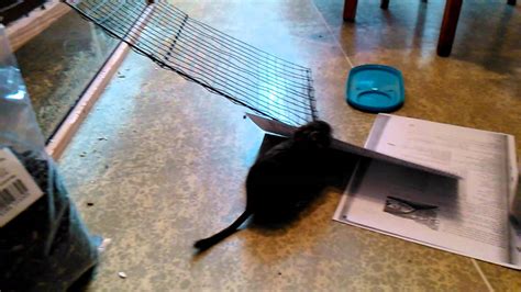 Degu Stealing Papers Youtube