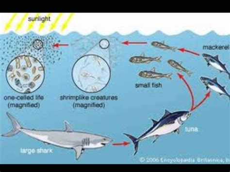 Factors That Effect Our Ecosystem Ocean Food Web Ocean Food Ocean