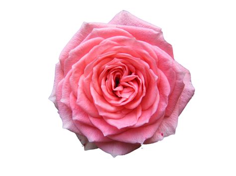 Pink Rose Png Photo Png Mart