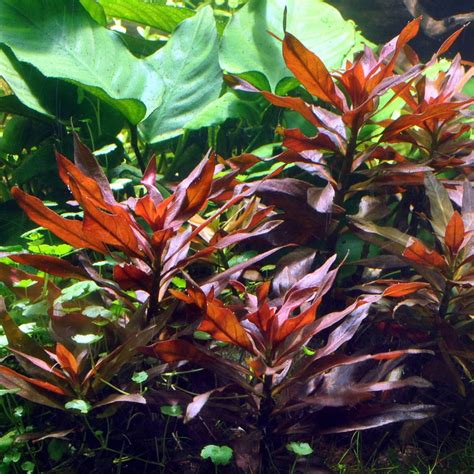 Ludwigia Peruensis Plant Bunched Goodjoseph Live Fish Store