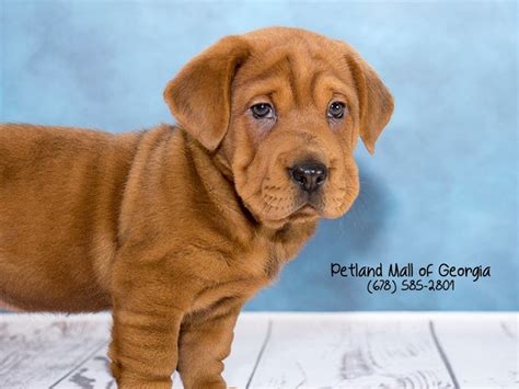 Look at pictures of belgian malinois puppies who need a home. What's Up With Walrus Puppies for Sale? - Petland Mall of ...