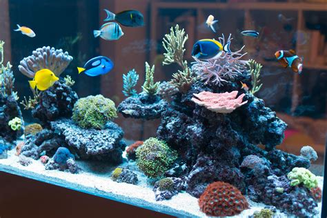 Making Money With Your Saltwater Aquarium