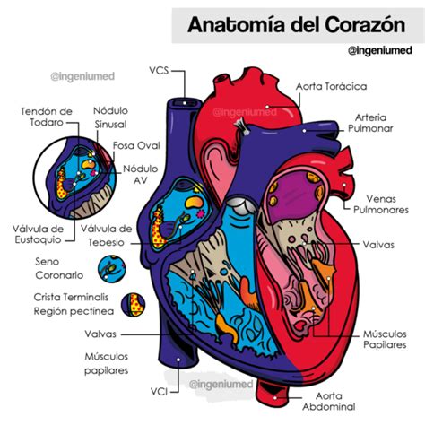 Íntimo Recoger Ocurrencia Descripción Anatómica Del Corazón Extranjero