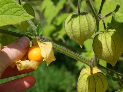 Gooseberry Berries For Africa