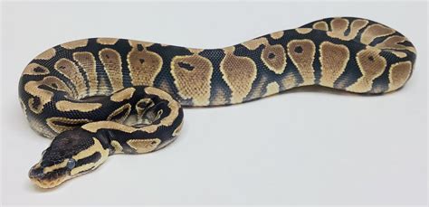 Yellow Belly Ball Python Traits Morphpedia