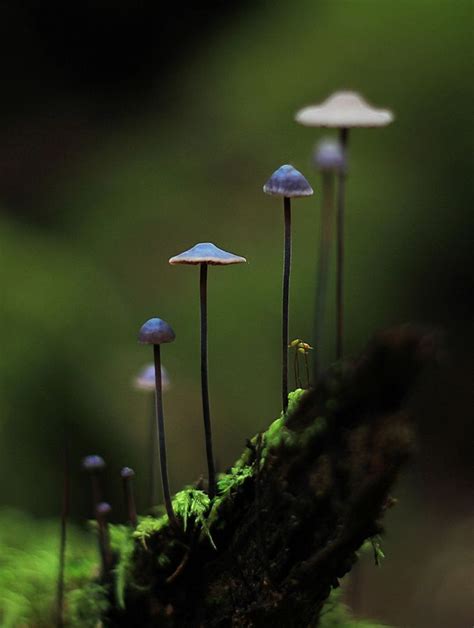 High Rise Nature Photography Stuffed Mushrooms Magical Mushrooms