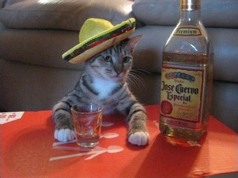 Tequila It Make Me Happy D Cat Drinking Crazy Cats Funny Animals