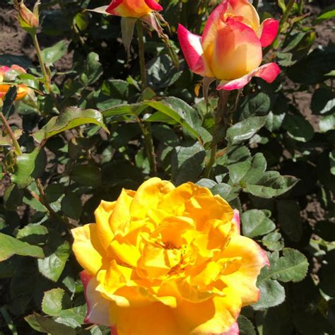 Desert Peace Hybrid Tea Rose — Mainaam Garden