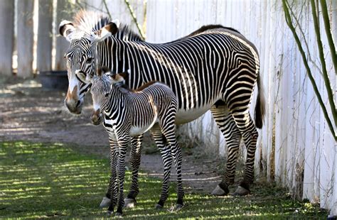 Baby Zebra Born At Reid Park Zoo