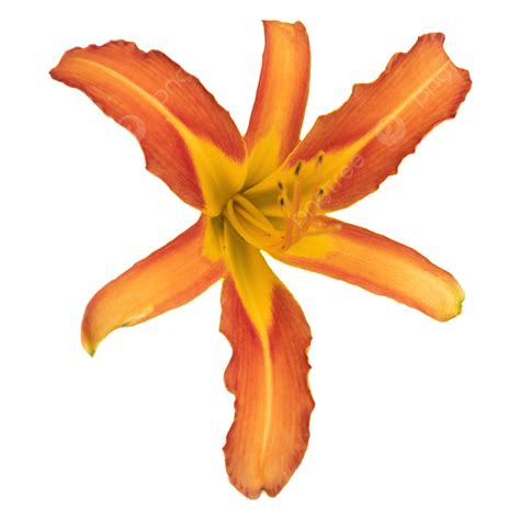 Hemerocallis Fulva Yellow Flowers Petal Photography Illustration Plant