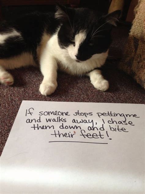 20 Of The Most Hilarious Cat Shaming Signs