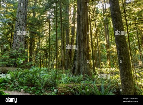Giant Cedar Trees Hi Res Stock Photography And Images Alamy