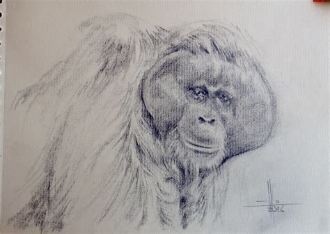 Dibujo De Un Orangutan Macho A Lapiz Por Francisco Javier Abellán