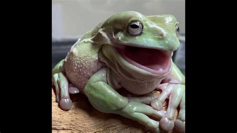 Dumpy Tree Frog Eats His Own Skin Youtube