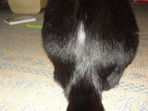My 7 Year Old In Doorkitty Has Starting Developing Hair Lossbald Spots