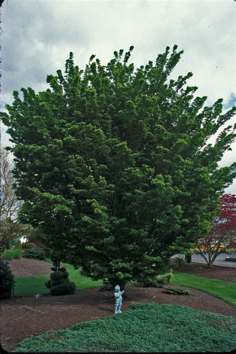 The leaves are small, rich green, and grow in clumps along the stems. Welcome to Sloat Garden Center | San Francisco Bay Area ...
