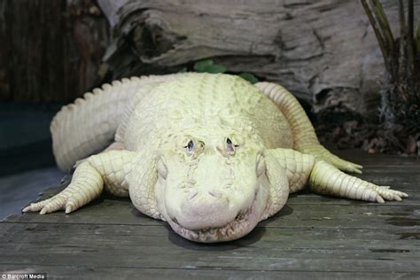 The White Bite Meet The Blue Eyed Alligator Who Stands Out Like A Sore