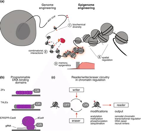 Epigenome Engineering Is The Selective Manipulation Of Chromatin And