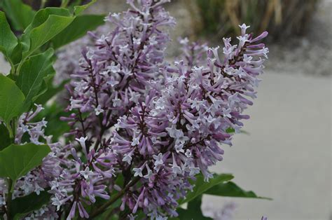 Check spelling or type a new query. Miss Kim Lilac