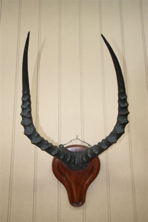 Antiques Atlas Mounted 19th Century Antique Antelope Antlers