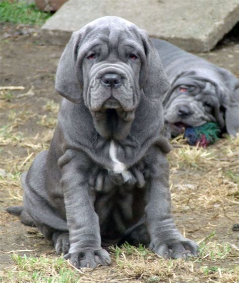 Neapolitan Mastiff Big Dogs Big Dog Breeds Types Of Big Dogs