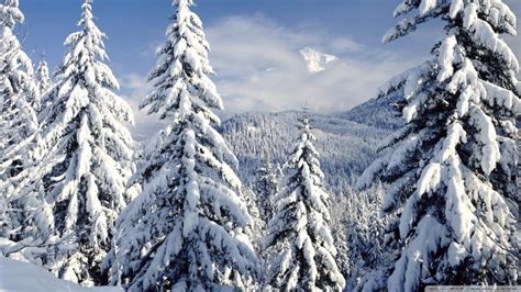 Free Download Download Snowy Fir Trees Forest Wallpaper 1920x1080