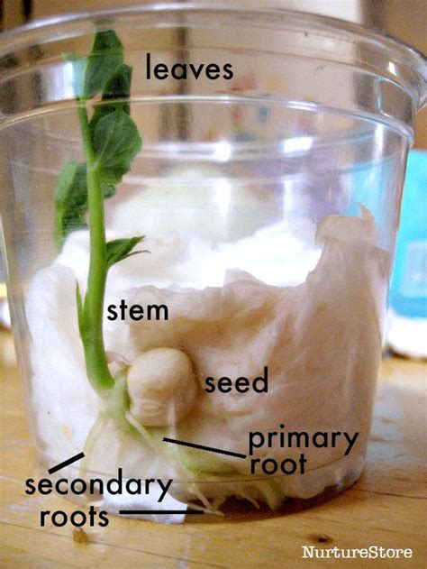 Uml stands for unified modeling language. seed growing experiment | Planting for kids, Teaching ...