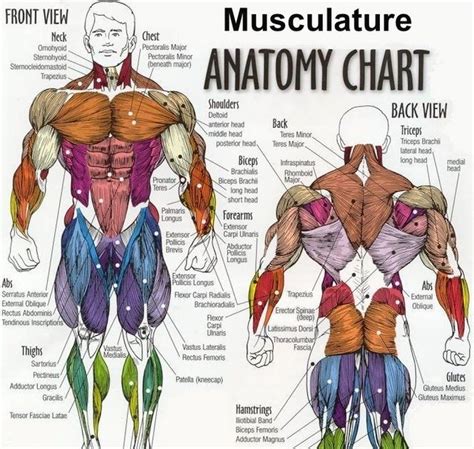 A view of the most superficial posterior muscles of the body #psoasexercises. FULL VIEW OF BODY MUSCLE CHART SHOULDER MUSCLE CHART ARM ...