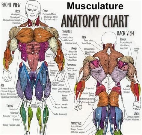 Intermediate and deep back muscle origins, inserti… FULL VIEW OF BODY MUSCLE CHART SHOULDER MUSCLE CHART ARM ...