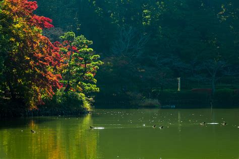 冬立ちて 紅き火燈る 池廻り 薬師池公園のイマ散歩