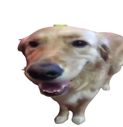 Butter Dog Dog With No Background Rbutterdog