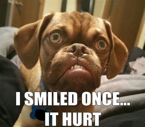 The 10 Best Memes Of Grumpy Dog This Dogs Life Dog