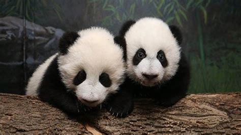 Im In Love Public Gets First Glimpse Of Toronto Zoos Panda Cubs