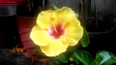 Yellow And Pink Hibiscus Flower