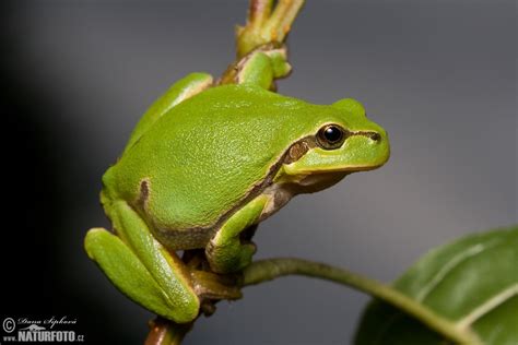 Common Tree Frog Photos Common Tree Frog Images Nature Wildlife