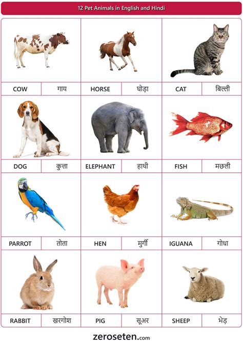 12 Pet Animals Names In Hindi And English Zero Se Ten Blog