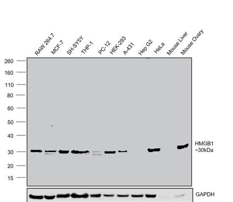 Hmgb1 Recombinant Monoclonal Antibody Sa39 03 Ma5 31967