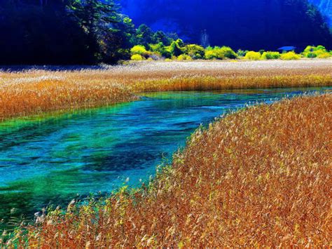 Jiuzhaigou Nature Reserve In China River With Clear Water And Yellow