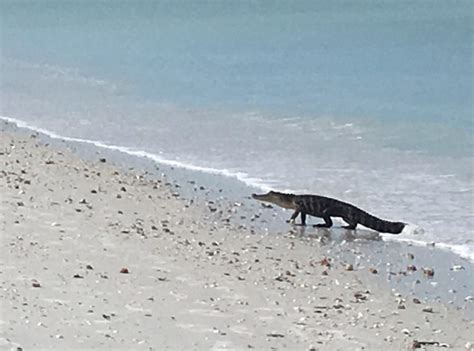 Video Shows Alligator Swimming Just Off Swfl Beach Coastline