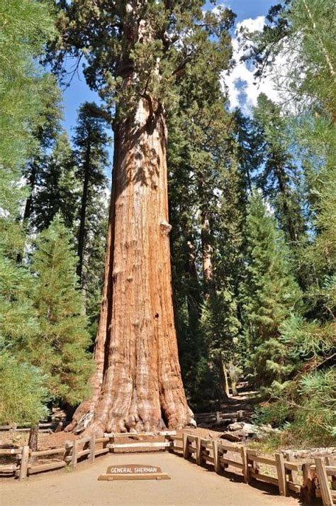 What Is The Worlds Largest Tree Biggest Tree In World Live Science
